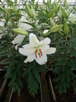 [5315 Magriet Slijkerman VWS No01.JPG]